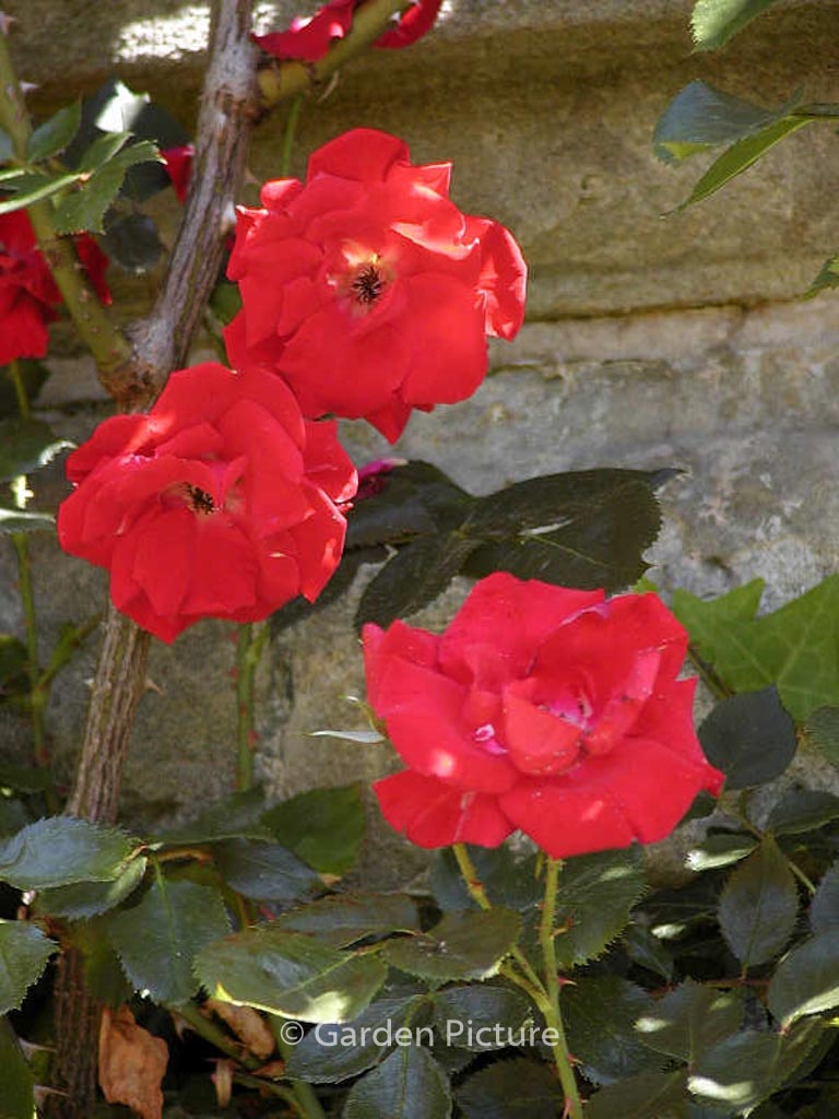 Rosa 'Parkdirektor Riggers'