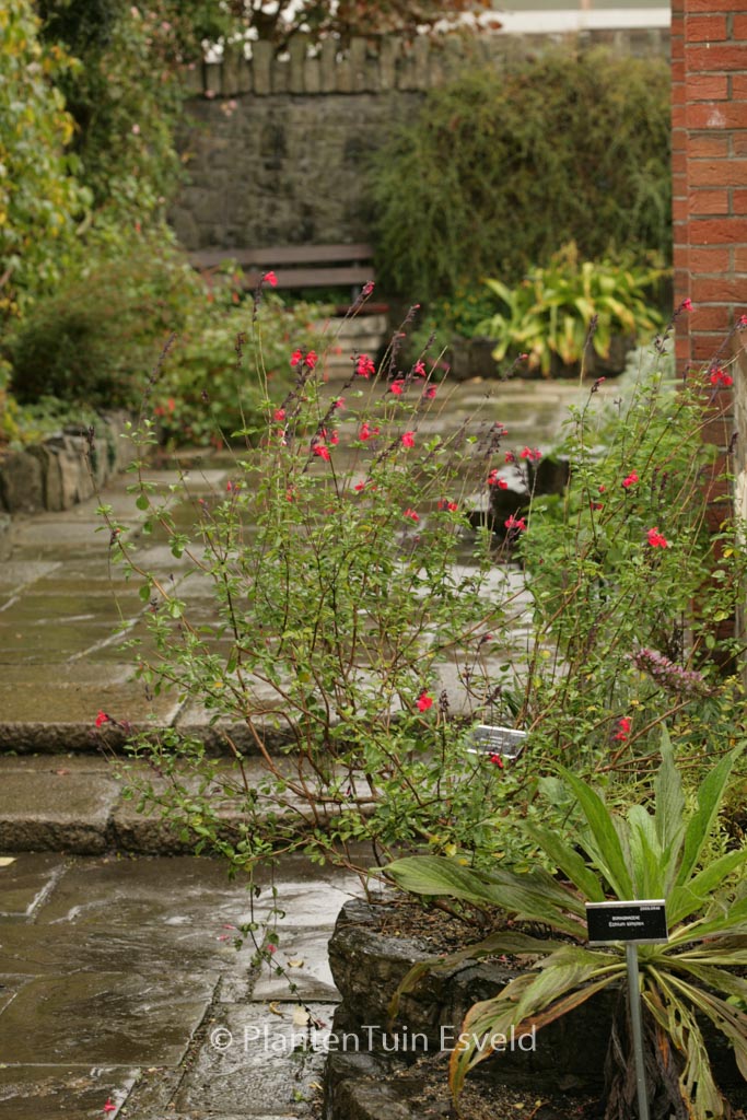 Salvia microphylla