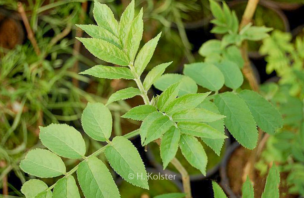 Sambucus palmensis