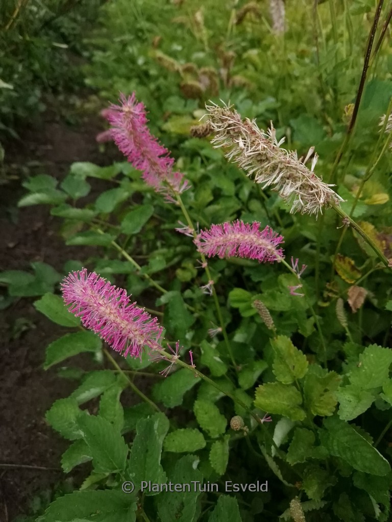Sanguisorba officinalis 'Lemon Splash'