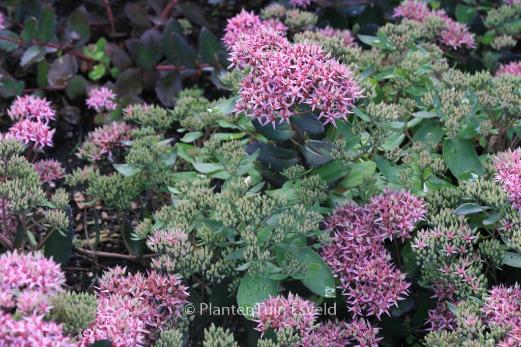 Sedum 'Cloud Walker'