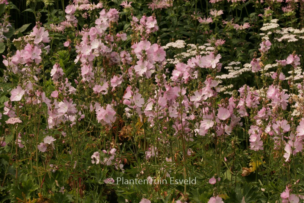 Sidalcea 'Elsie Heugh'