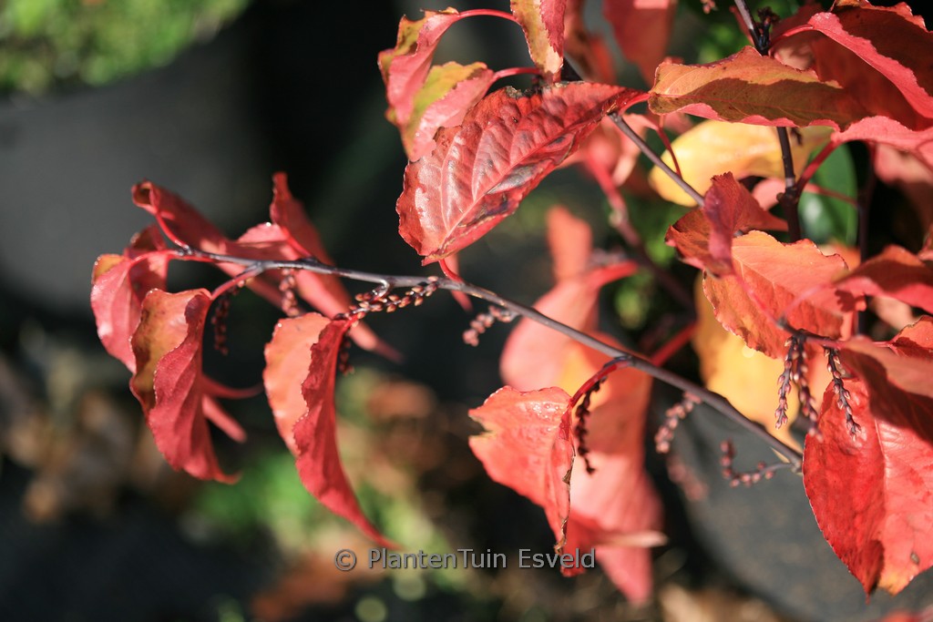 Stachyurus chinensis 'Celina'