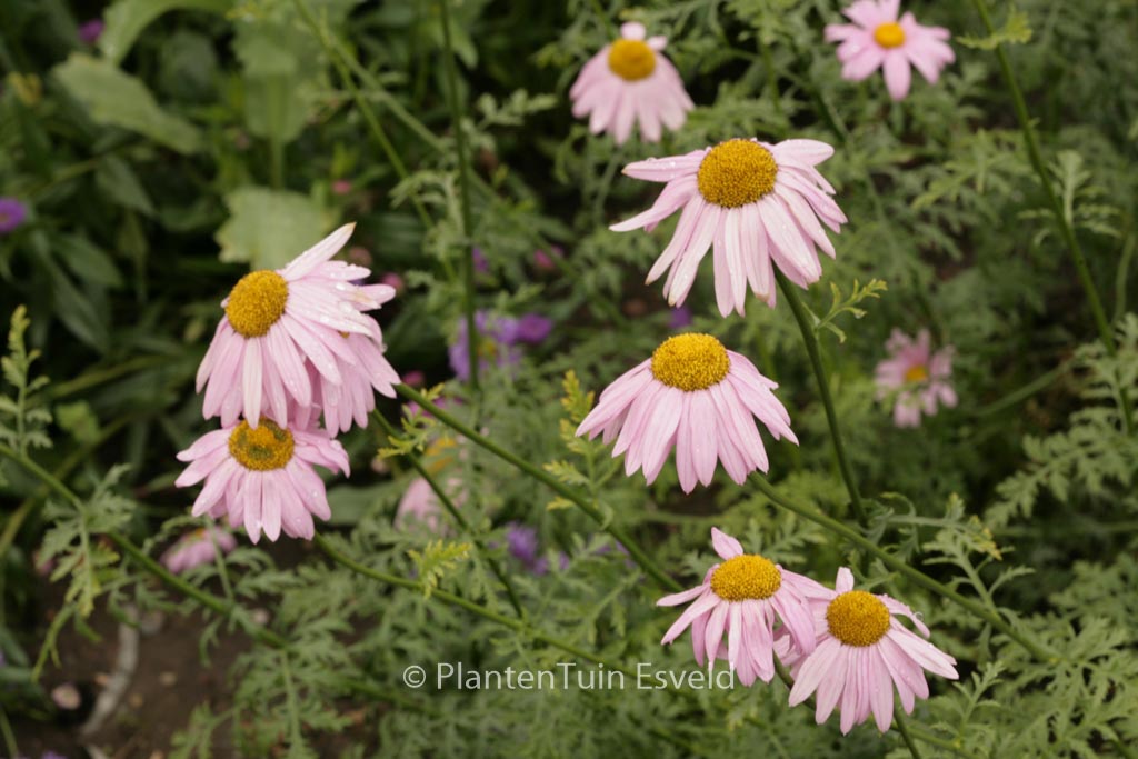 Tanacetum 'Eileen May Robinson'