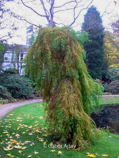 Taxodium distichum 'Pendulum Novum'
