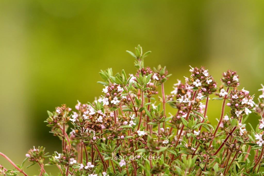 Thymus citriodorus 'Orange'