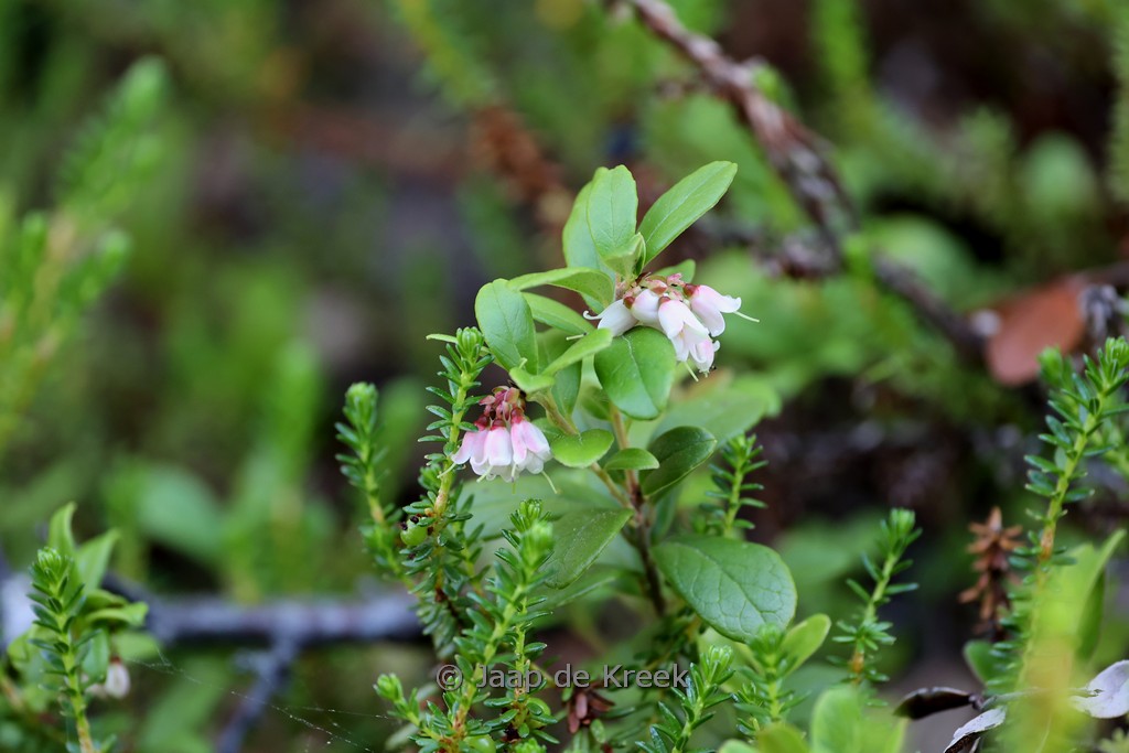 Vaccinium uliginosum