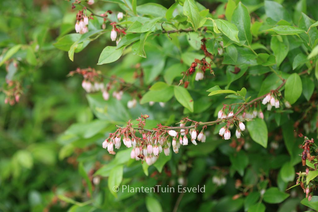 Vaccinium ashei