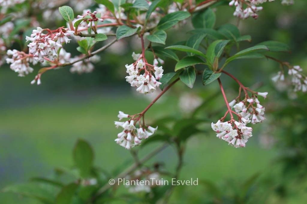 Viburnum chingii