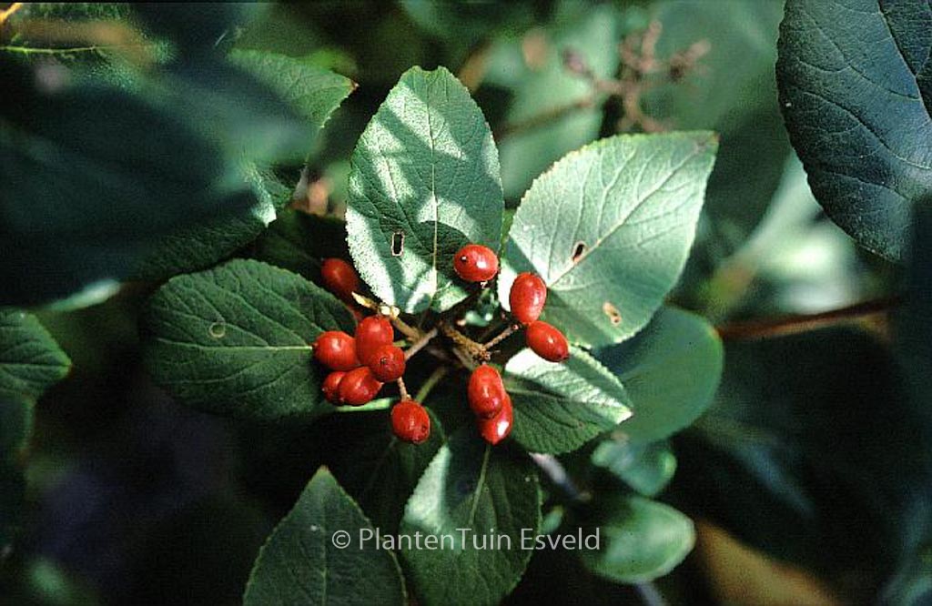 Viburnum 'Emerald Triumph'