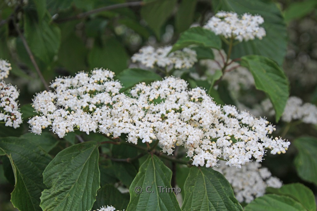 Viburnum 'Huron'