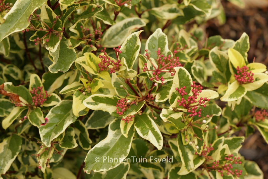 Viburnum tinus 'Variegatum'