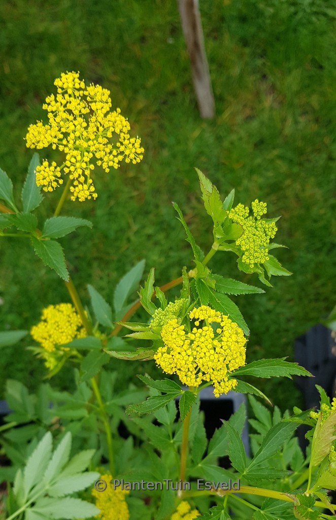 Zizia aurea
