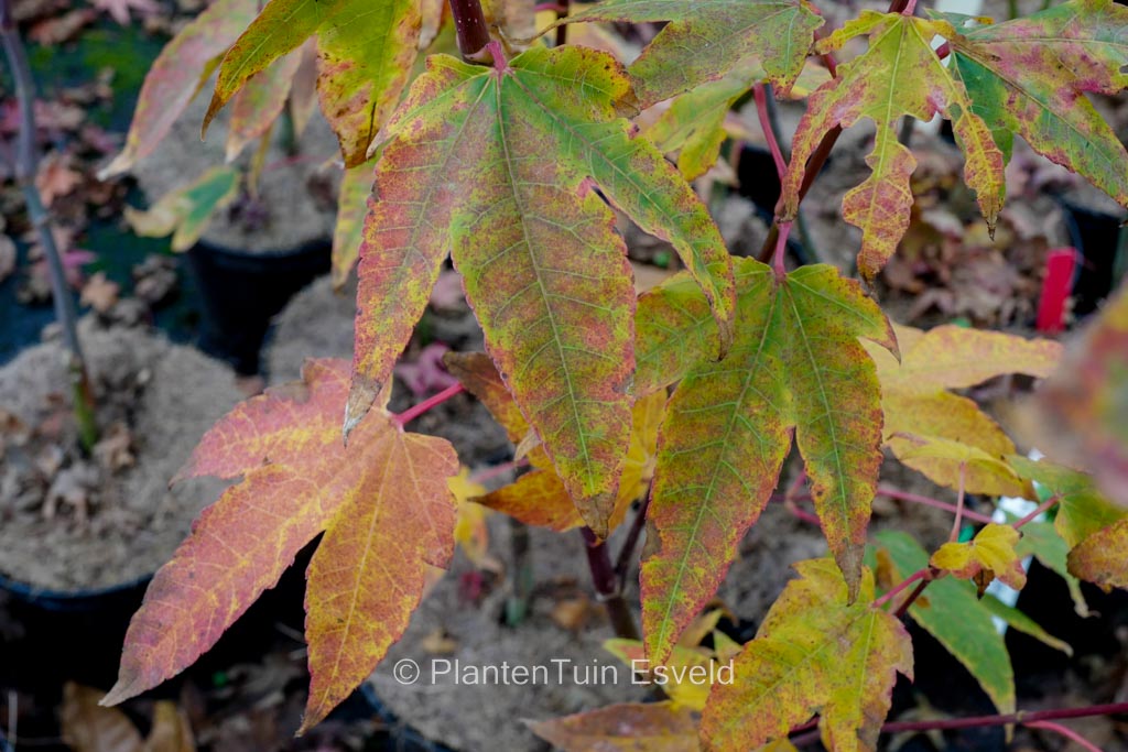 Acer heptaphlebium