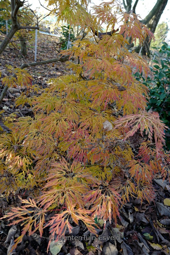 Acer japonicum 'Dissectum'