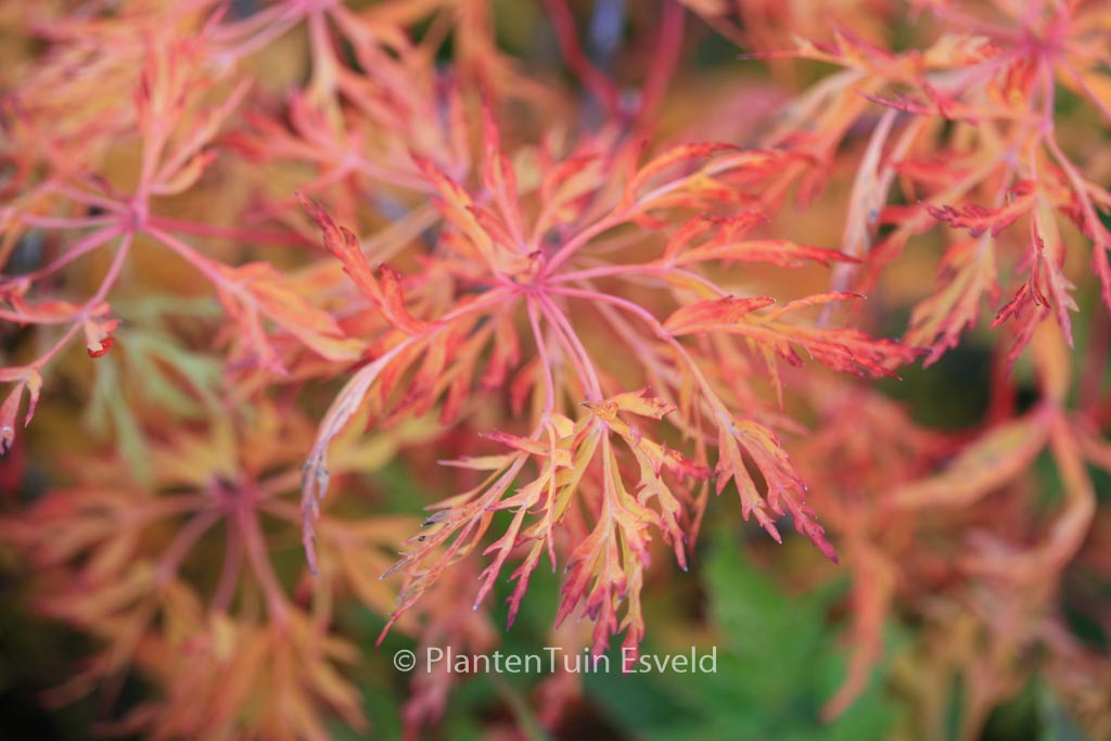 Acer japonicum 'Fairy Light'