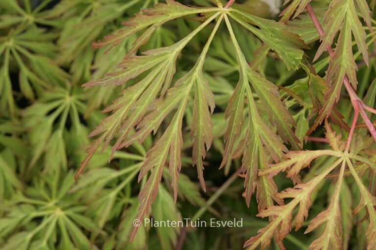 Acer japonicum 'Kujaku-bato'