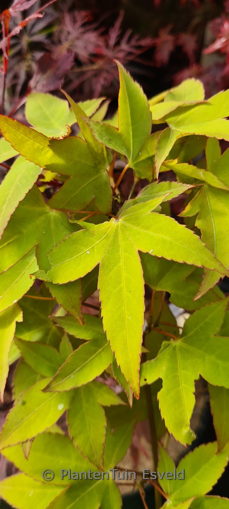 Acer oliverianum 'Hot Blonde'