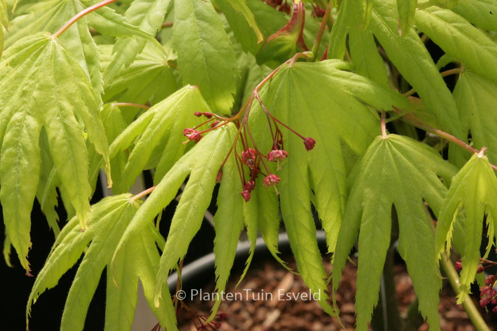 Acer palmatum 'Akishino'