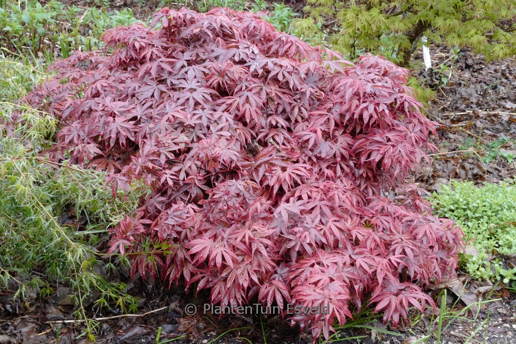 Acer palmatum 'Alpine Surprise'