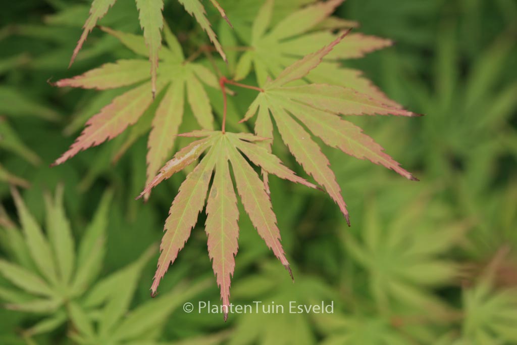 Acer palmatum 'Arakawa-ukon'