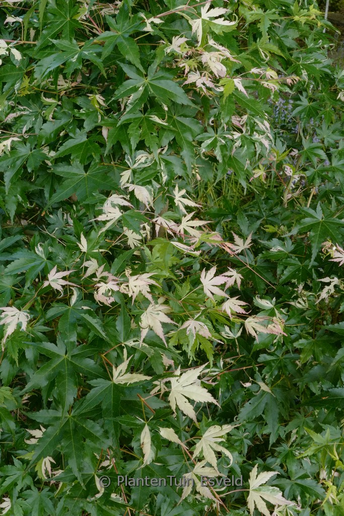 Acer palmatum 'Asahi-zuru'