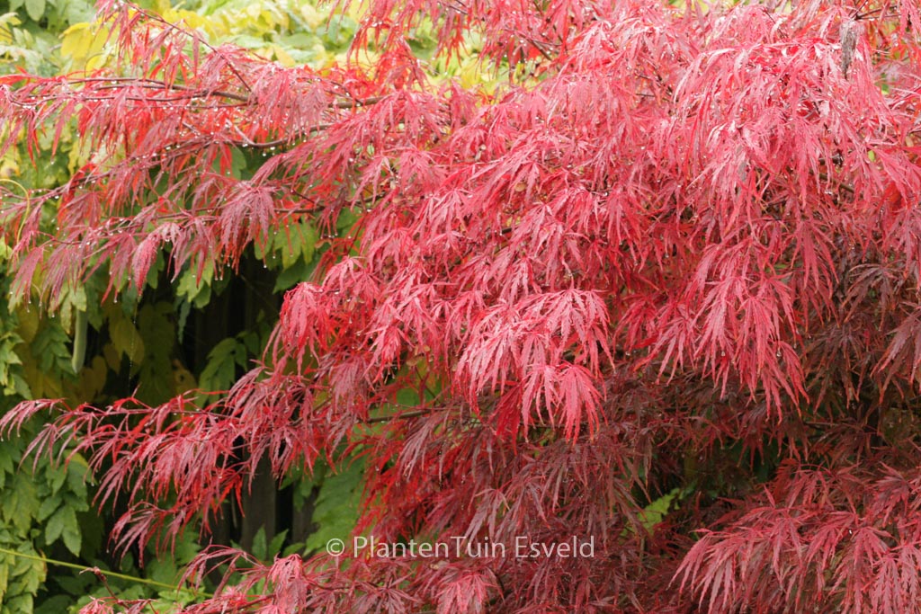 Acer palmatum 'Autumn Fire'
