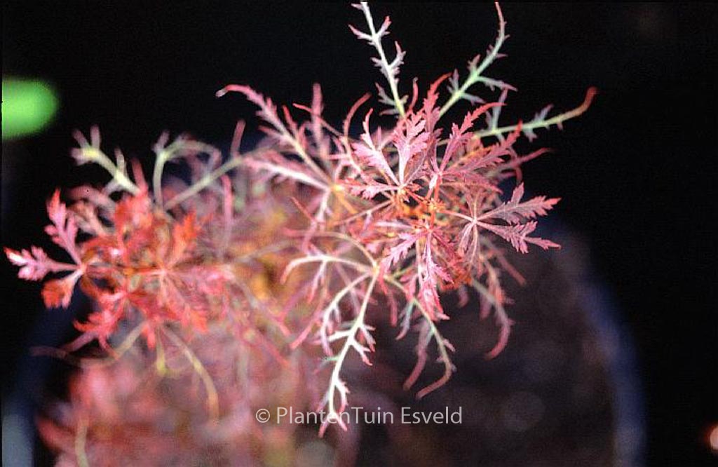Acer palmatum 'Baby Lace'