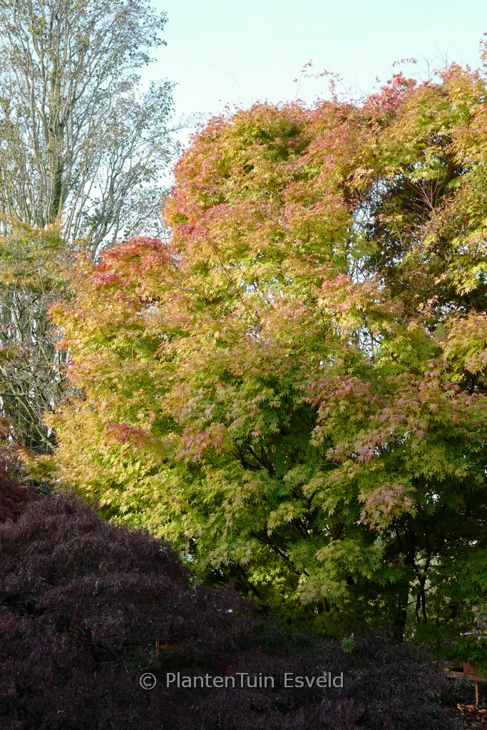 Acer palmatum 'Beni-kawa'