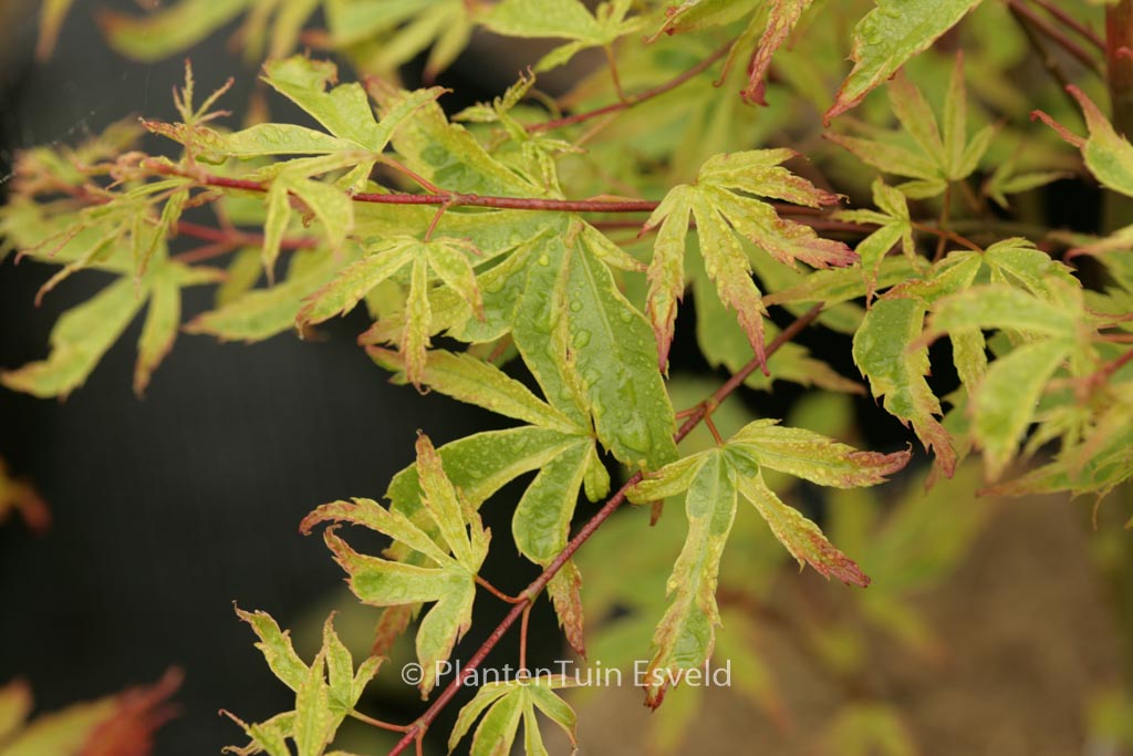 Acer palmatum 'Beni-kosode'