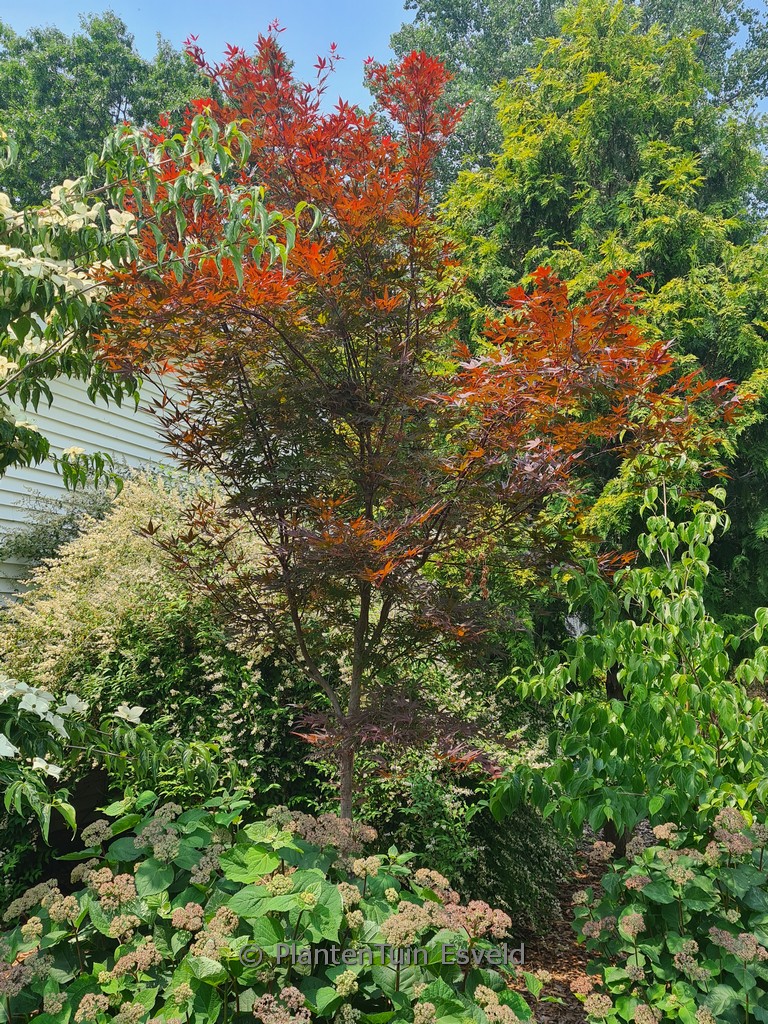 Acer palmatum 'Beni-ohtake'