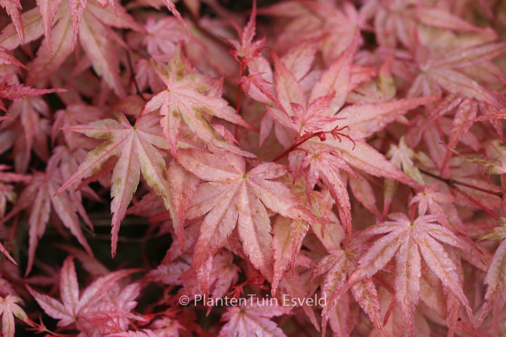 Acer palmatum 'Beni-tsukasa'