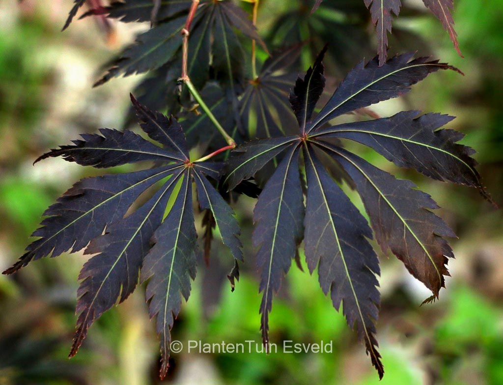 Acer palmatum 'Burgundy Lime'