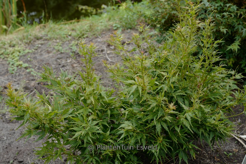 Acer palmatum 'Chiri-hime'