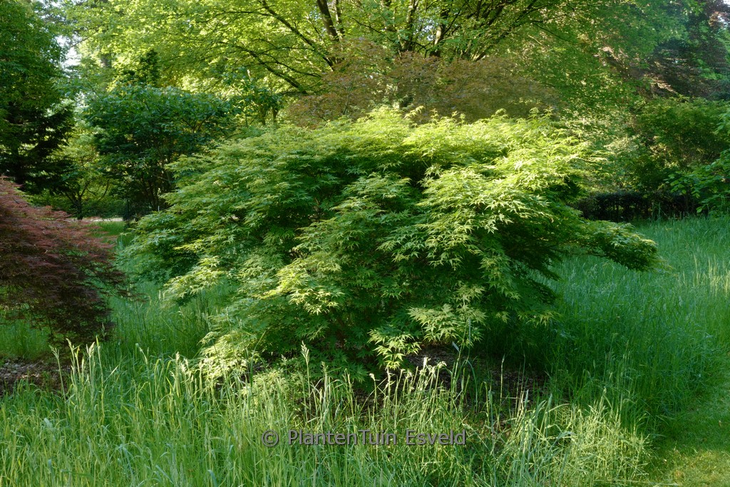 Acer palmatum 'Diana'