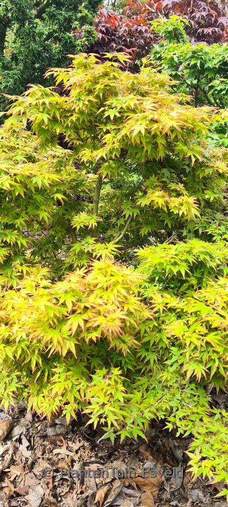 Acer palmatum 'Eimini'
