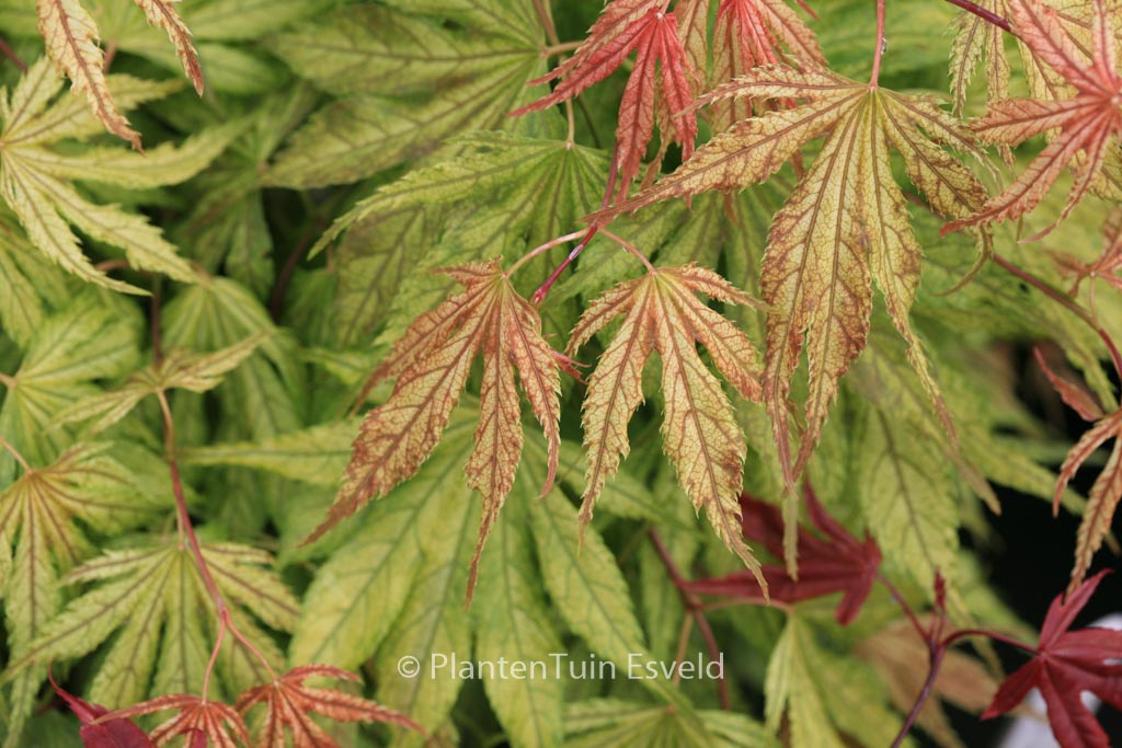 Acer palmatum 'Elmwood'