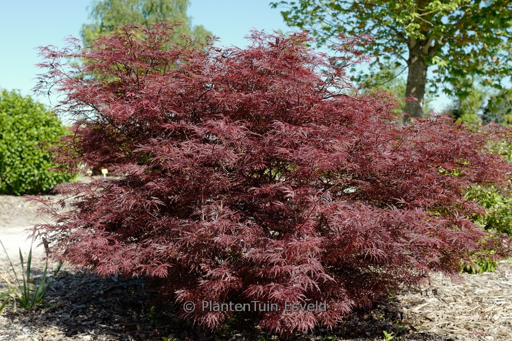 Acer palmatum 'English Lace'