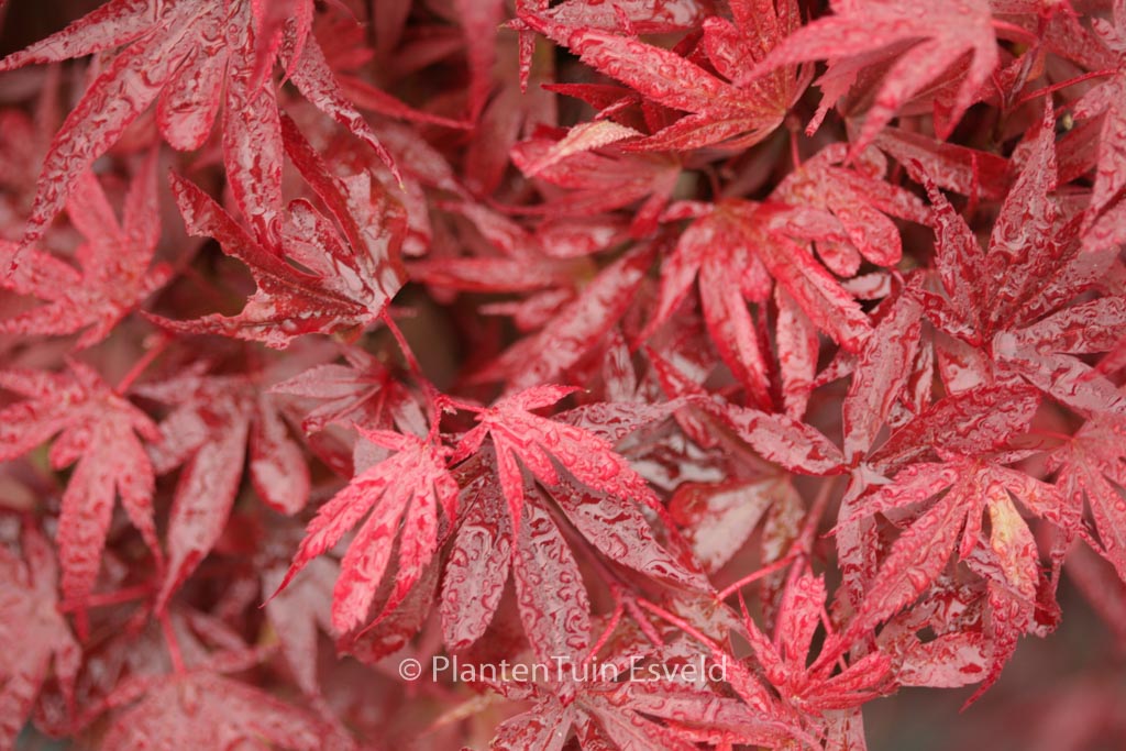Acer palmatum 'Fireball'