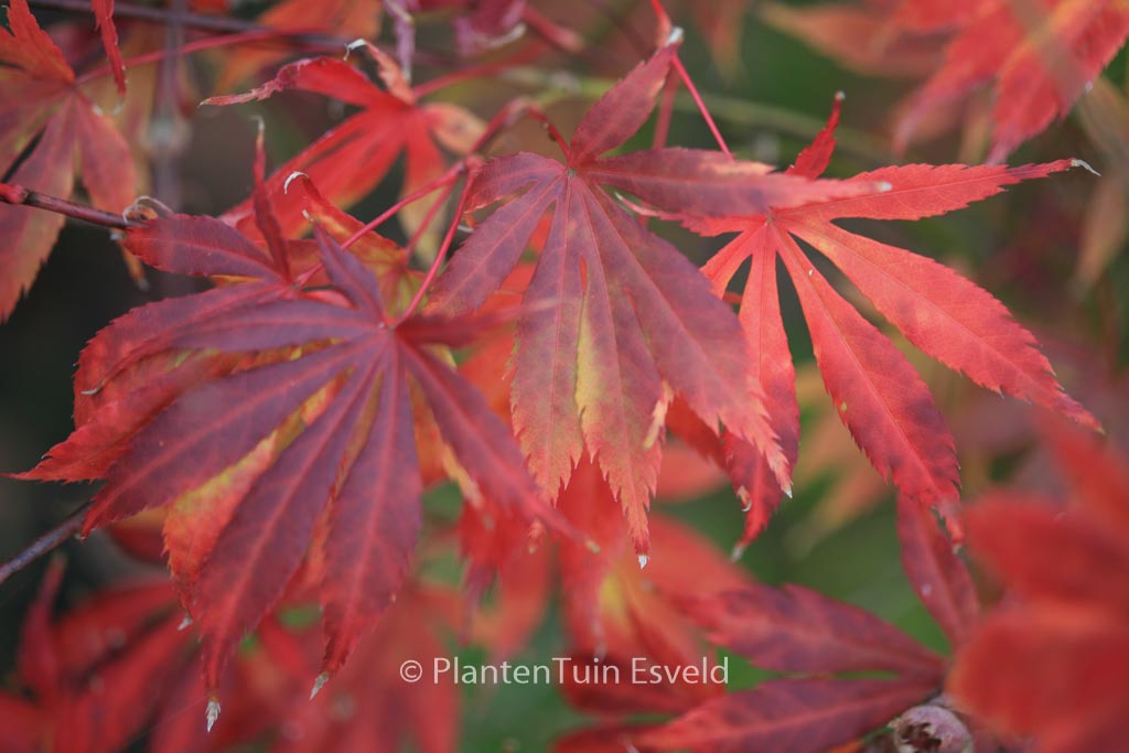 Acer palmatum 'Fudekage'