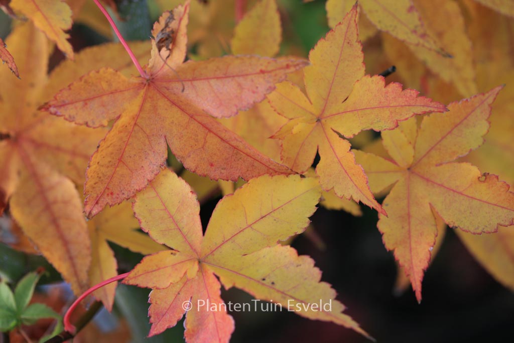 Acer palmatum 'Gasshoh'
