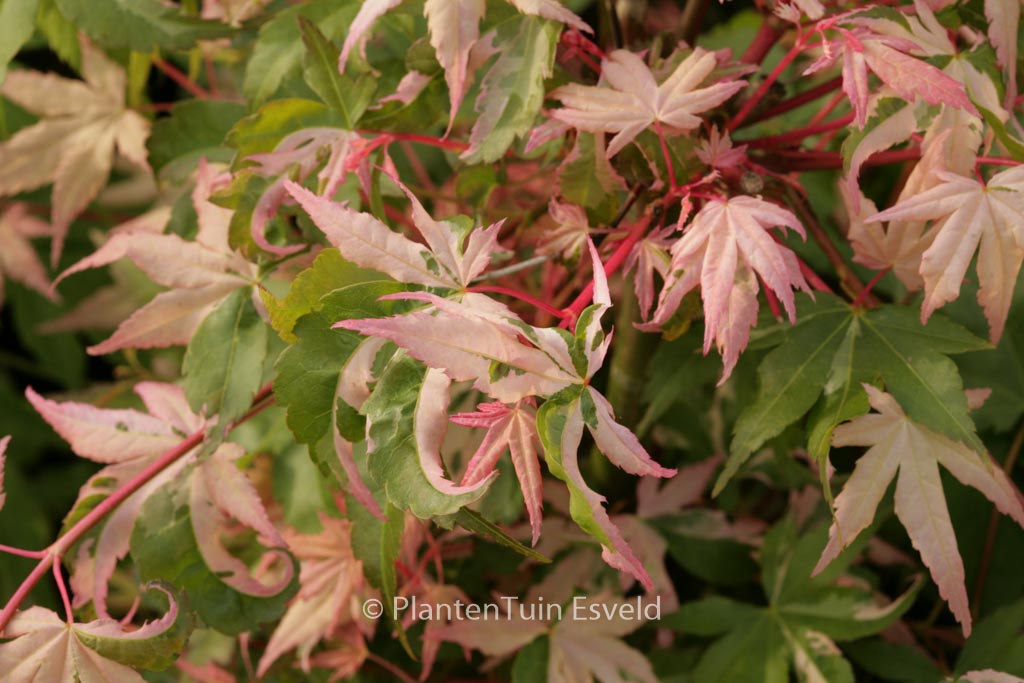 Acer palmatum 'Ginga'