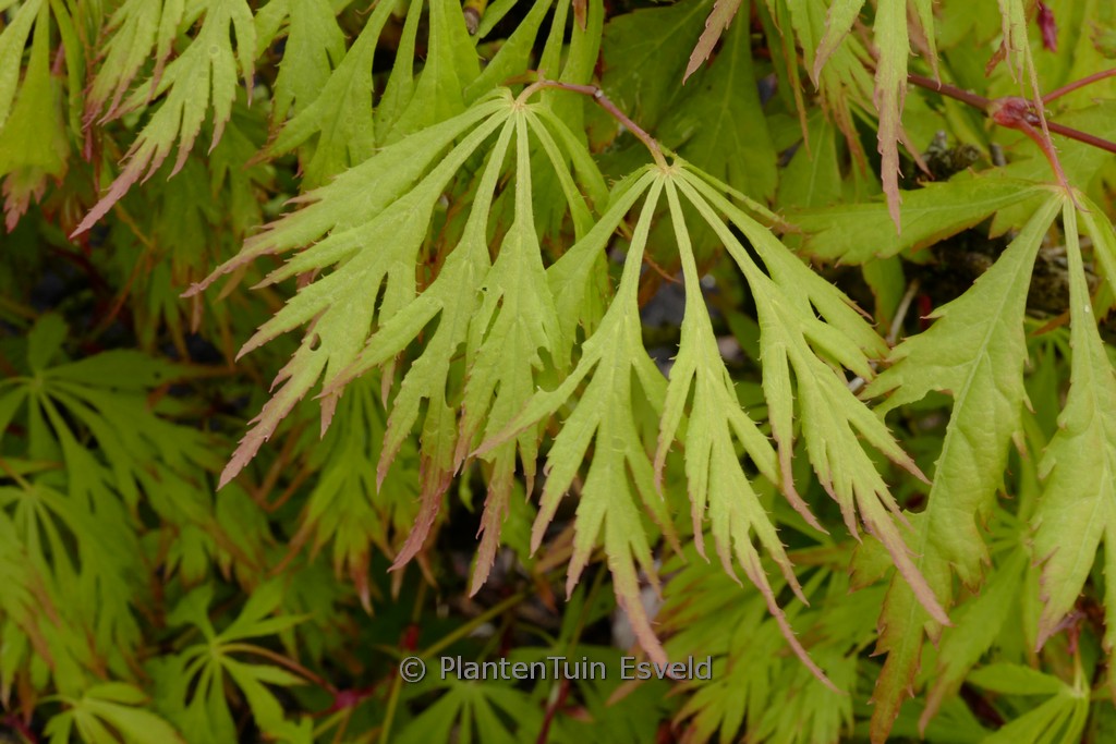 Acer palmatum 'Golden Glow'