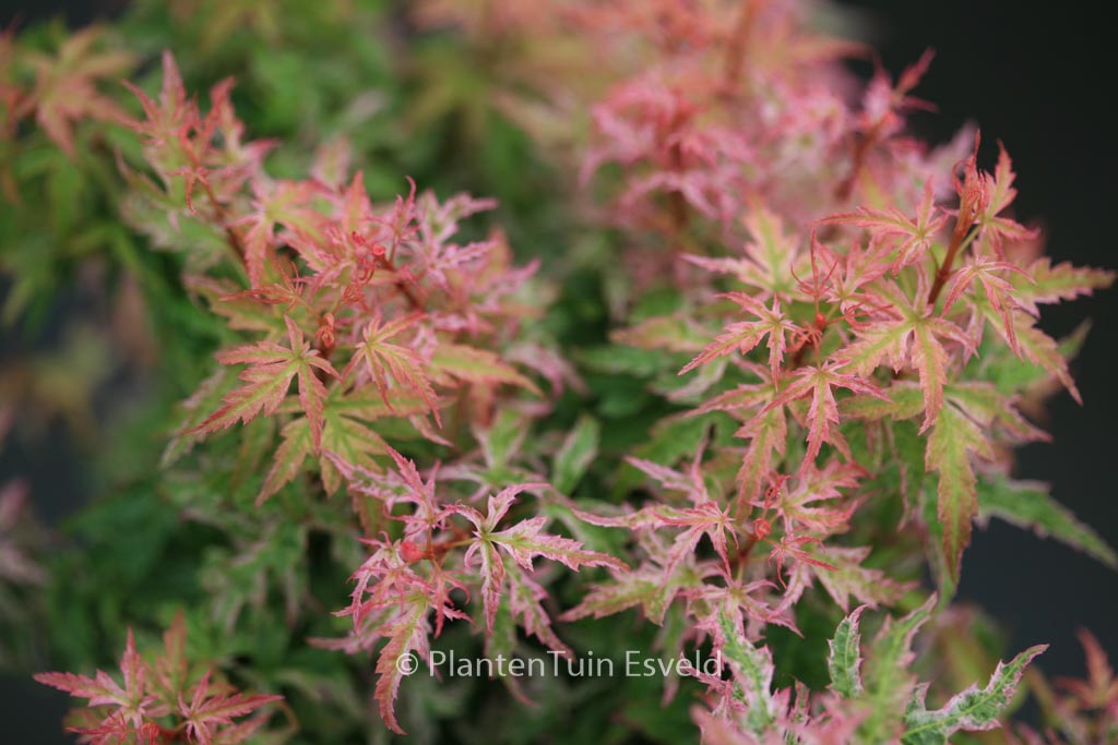 Acer palmatum 'Goshiki-kotohime'