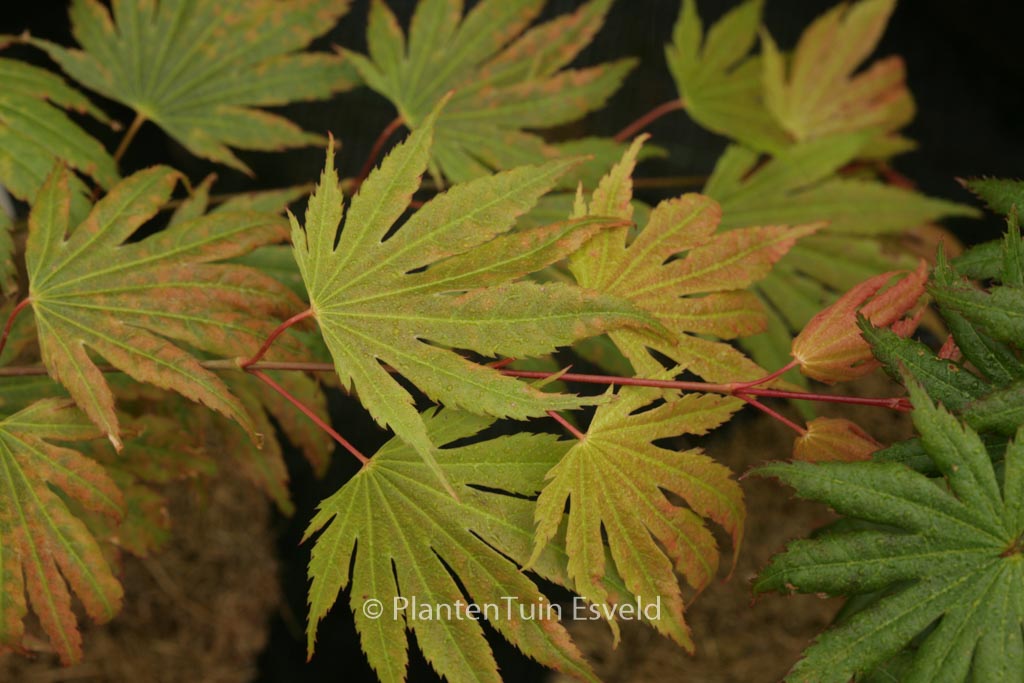 Acer palmatum 'Green Elf'