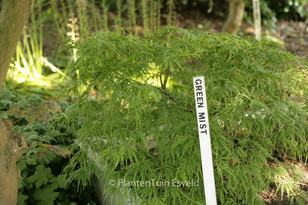 Acer palmatum 'Green Mist'