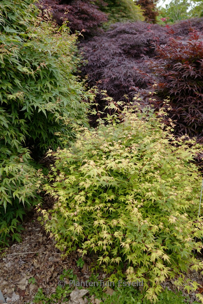 Acer palmatum 'Hanami-nishiki'