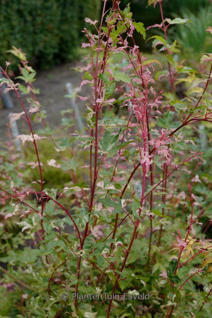 Acer palmatum 'Harold's Pink & White'
