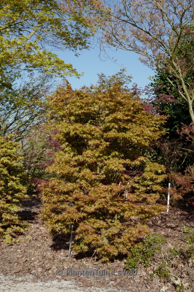Acer palmatum 'Helena'
