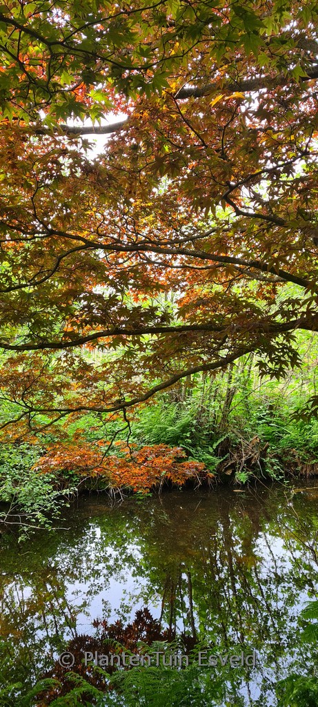 Acer palmatum 'Heptalobum Rubrum'